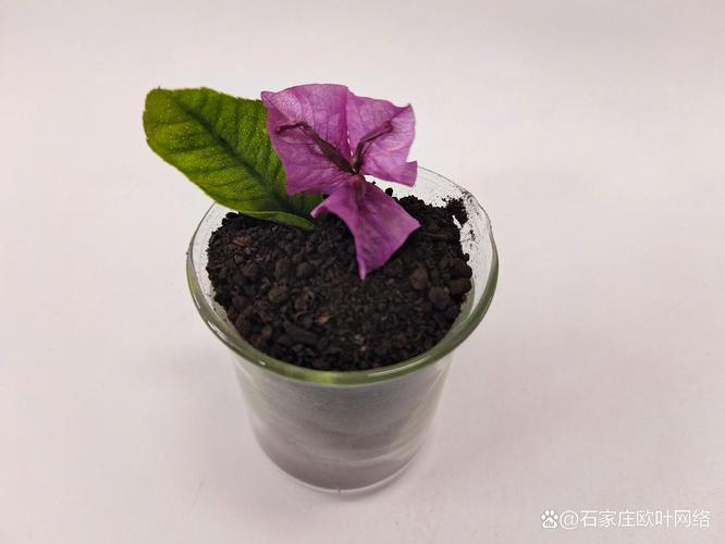 青海干雞糞有機(jī)肥料廠家 高原凈土孕育的生態(tài)肥料